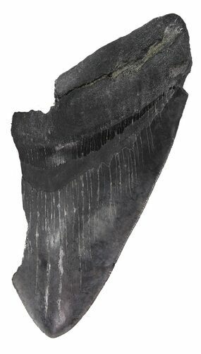 Partial, Serrated Megalodon Tooth - Georgia #48925